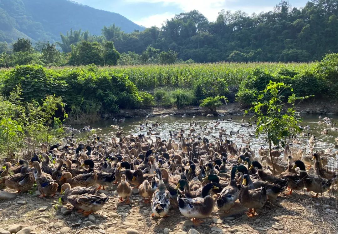 村集體經(jīng)濟(jì)6 村集體經(jīng)濟(jì)6